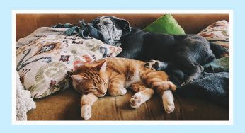 5 Ways to Make Your Pets Feel Safe at Home When You’re at Work | Real Estate News & Insights | realtor.com®